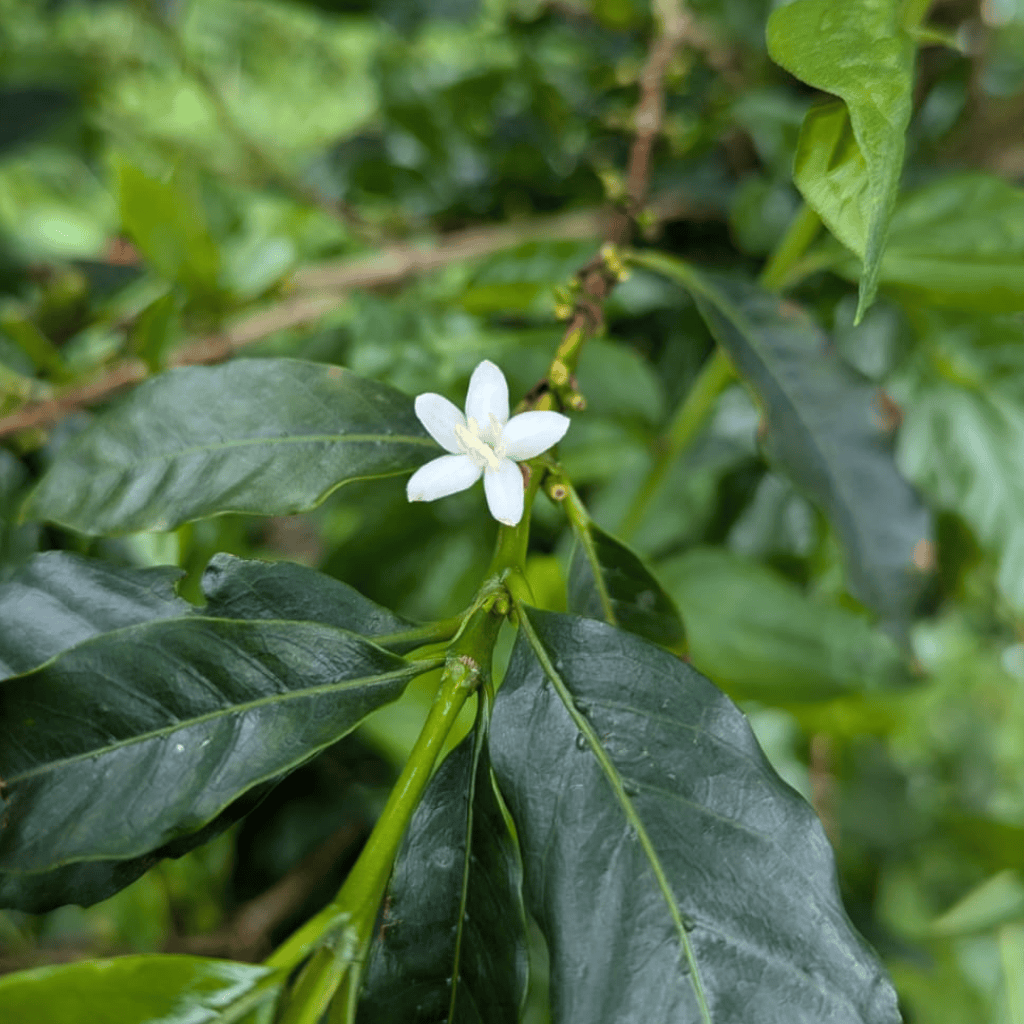 Kolumbien - La Clarita - Ethiopian Heirloom - Natural