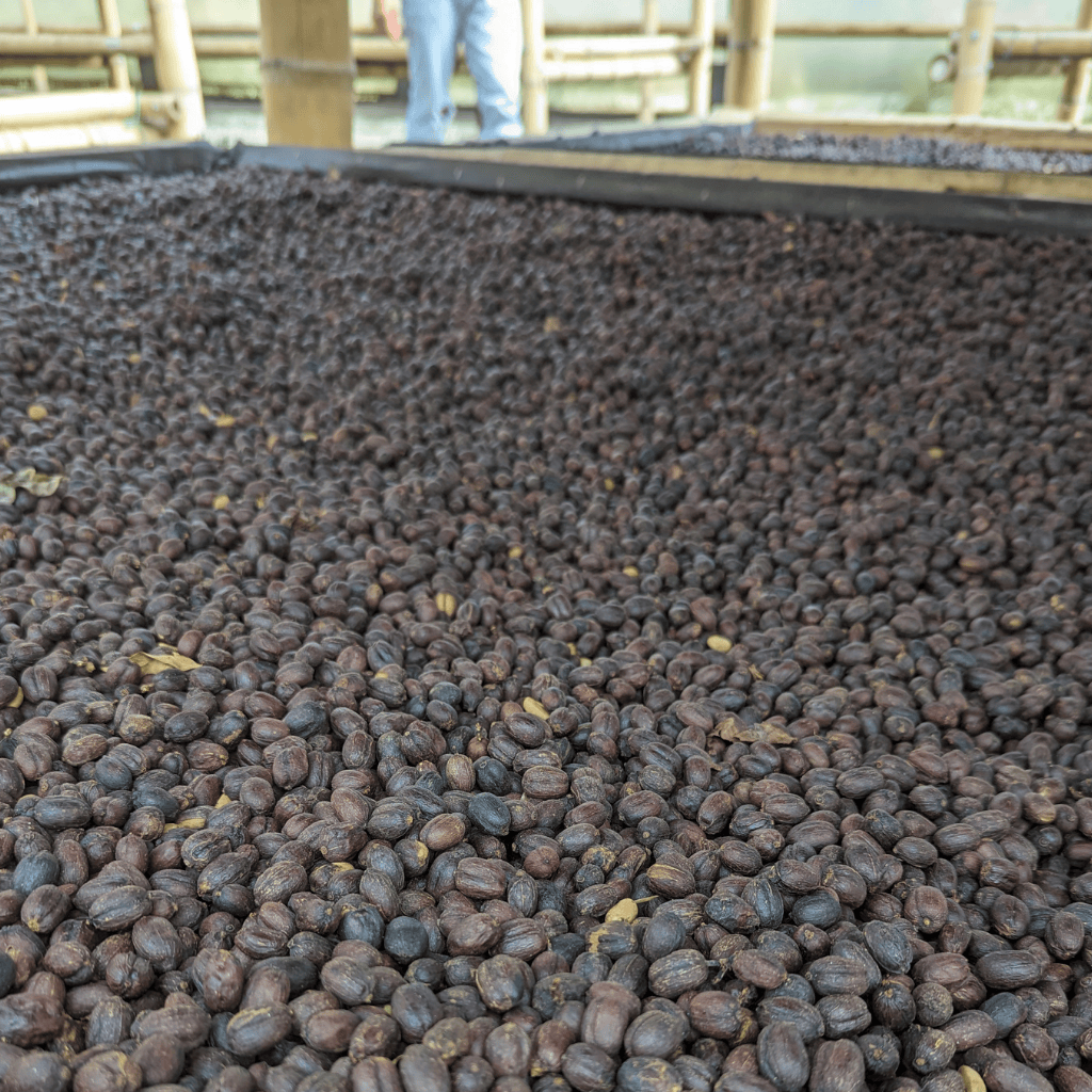 Kolumbien - La Clarita - Ethiopian Heirloom - Natural