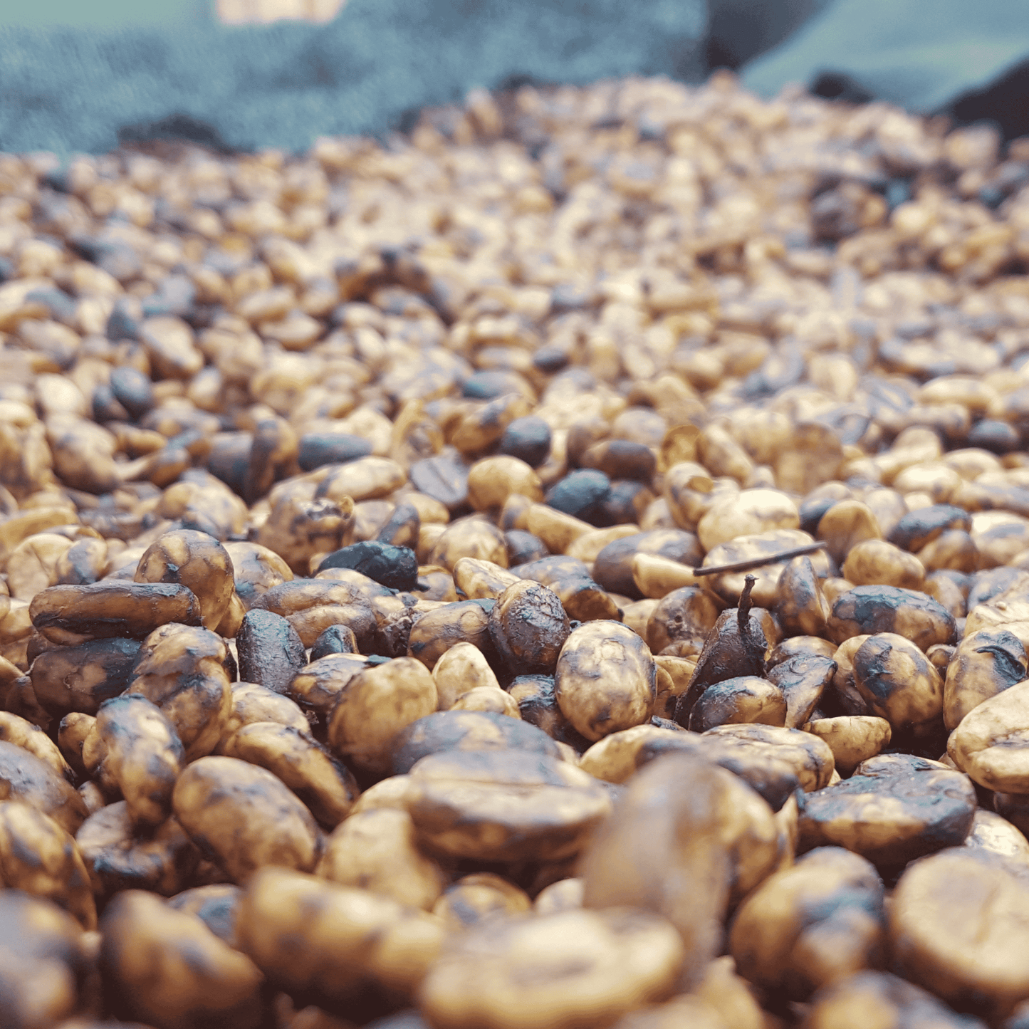 Limited Edition Test-Bundle – 4 x Wettbewerbskaffees im Mini-Format