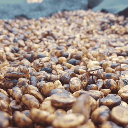 Limited Edition Test-Bundle – 4 x Wettbewerbskaffees im Mini-Format